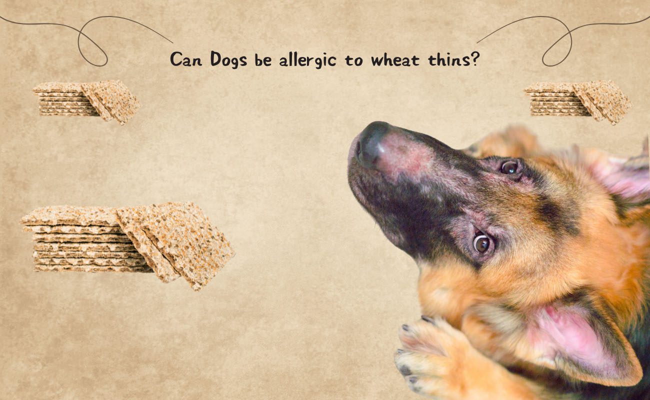 Can Dogs Be Allergic to Wheat Thins?