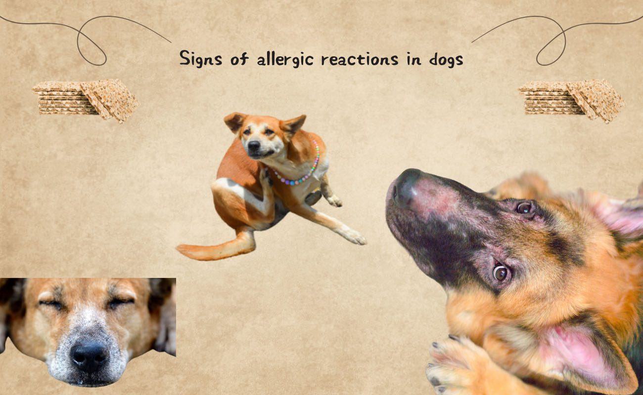 Signs of Allergic Reactions in Dogs