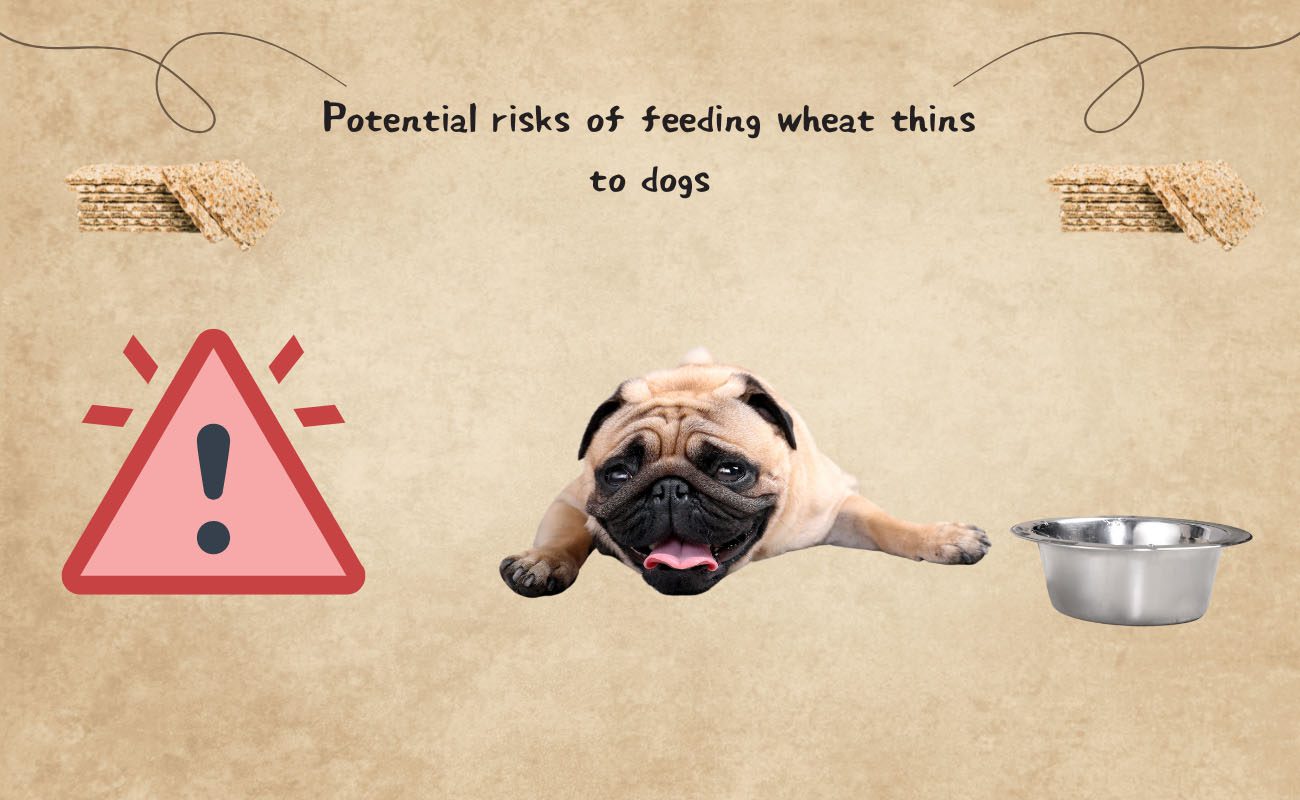 Potential Risks of Feeding Wheat Thins to Dogs