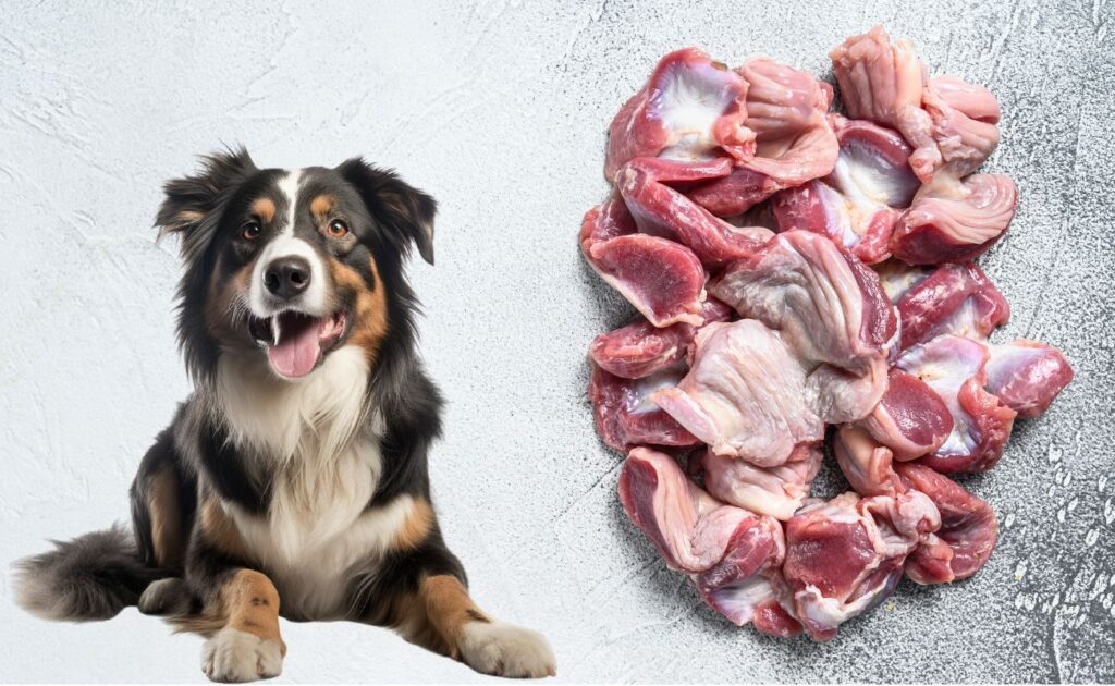 Are Chicken Gizzards Good for Dogs?