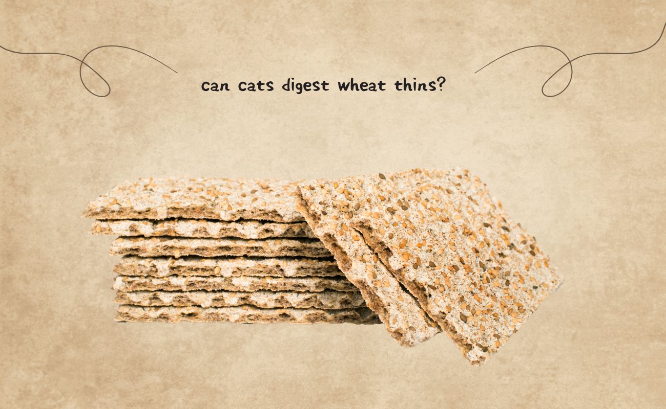 Can Cats Digest Wheat Thins?