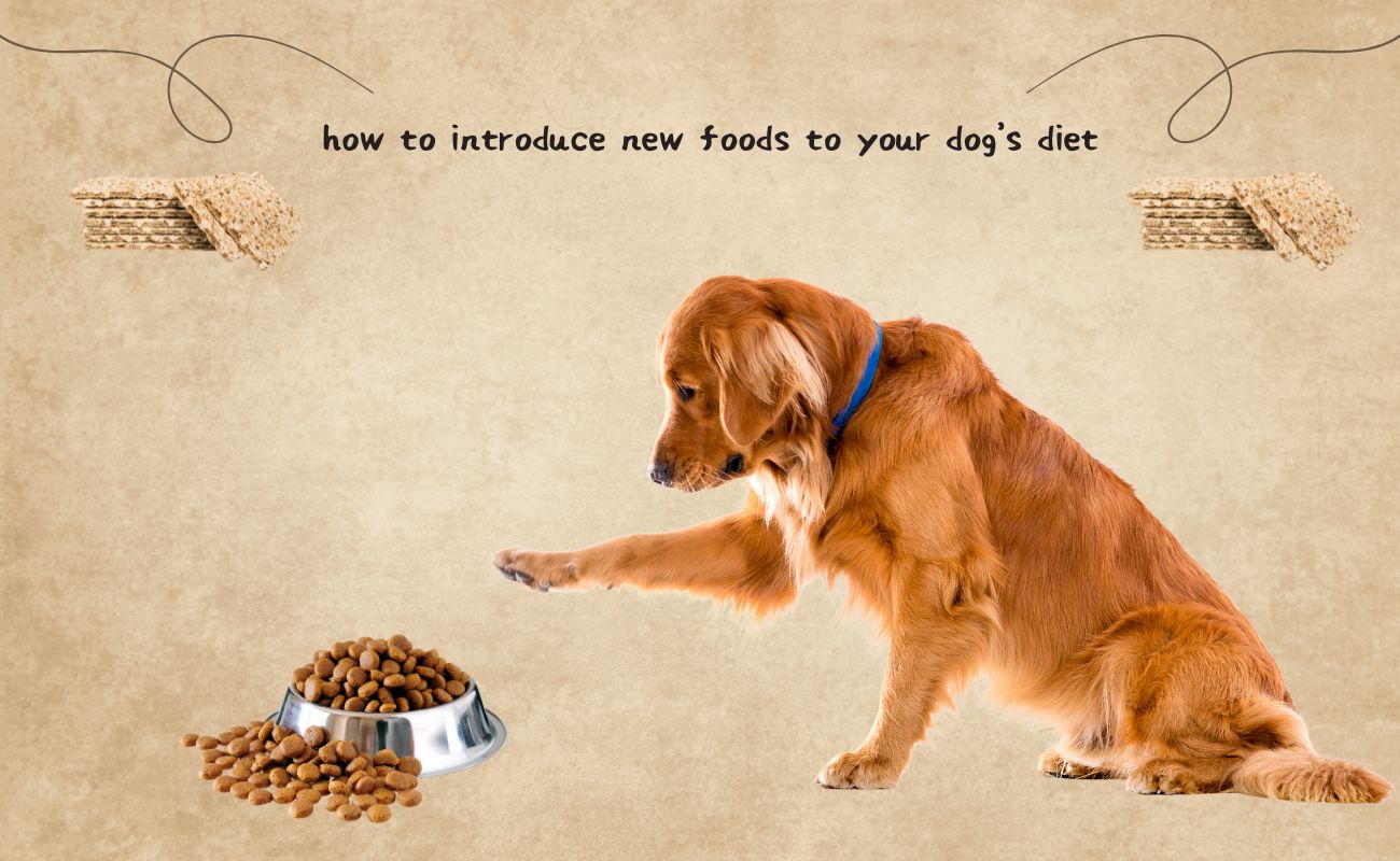 New Foods to Your Dog