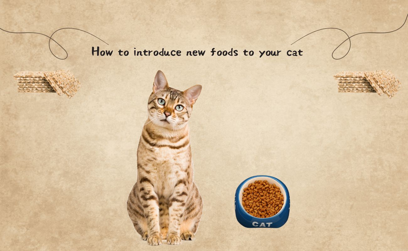 Introducing New Foods into Your Cat's Diet