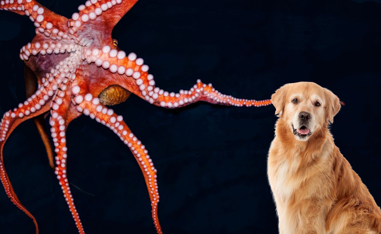 Can Dogs Eat Octopus?