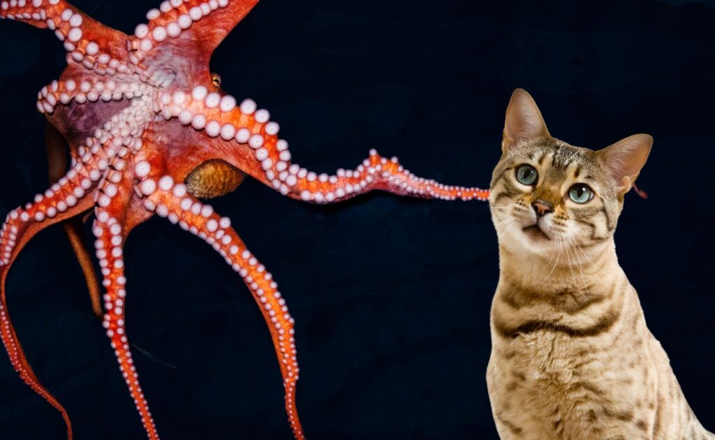 Can Cats Eat Octopus?