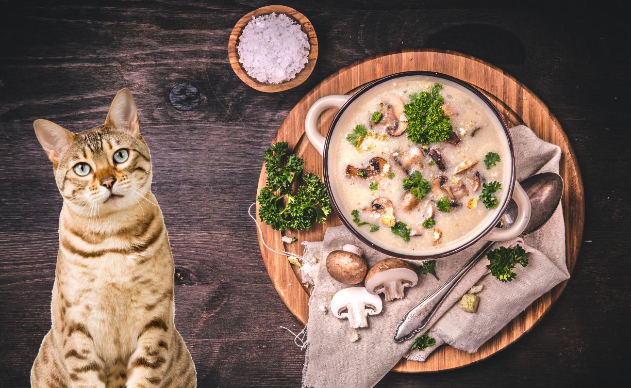 Can Cats Eat Cream of Mushroom Soup?