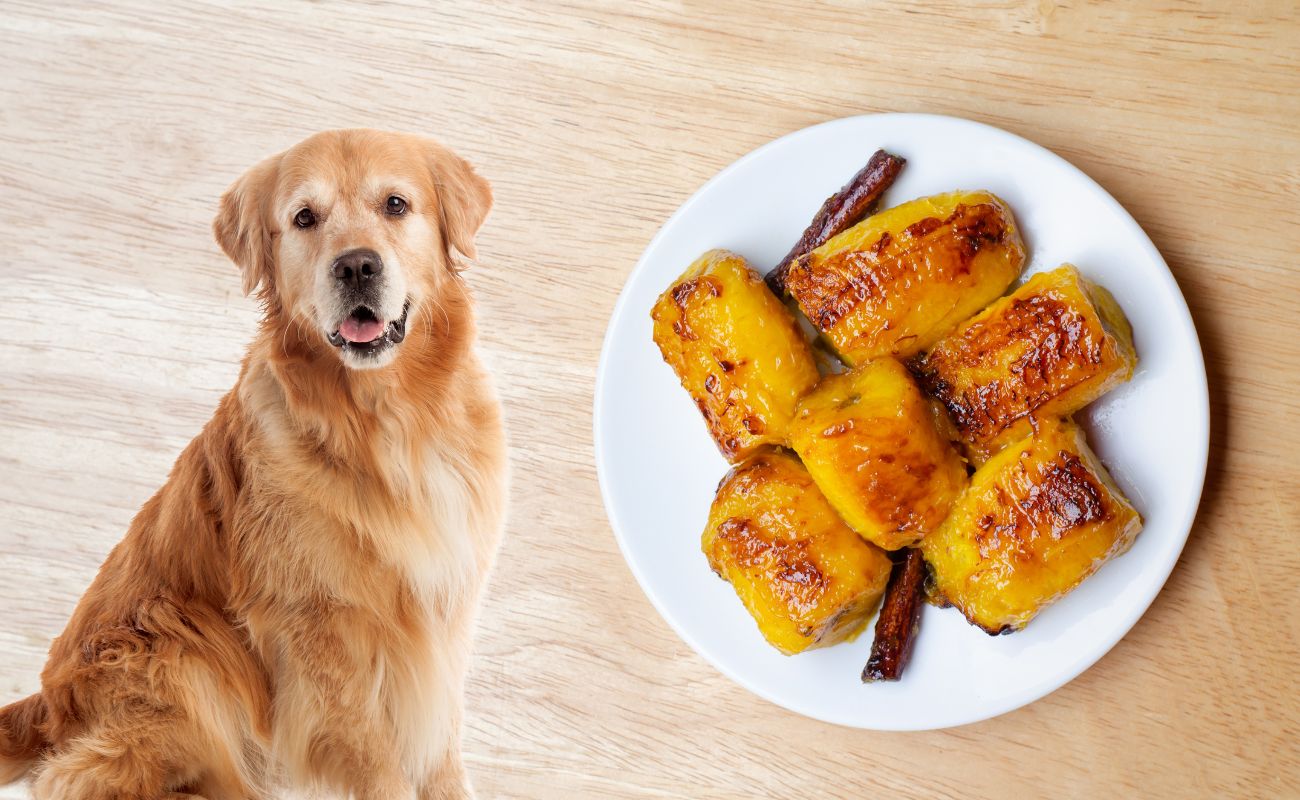 Can Dogs Eat Plantains?