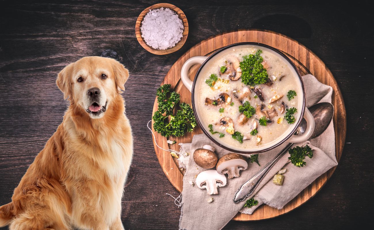 Can Dogs Eat Cream of Mushroom Soup PetsGro