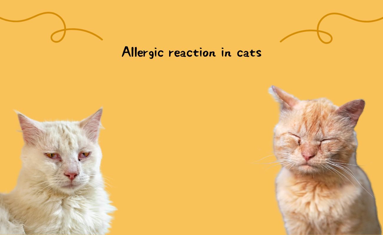 Allergic Reactions and Sensitivities in Cats