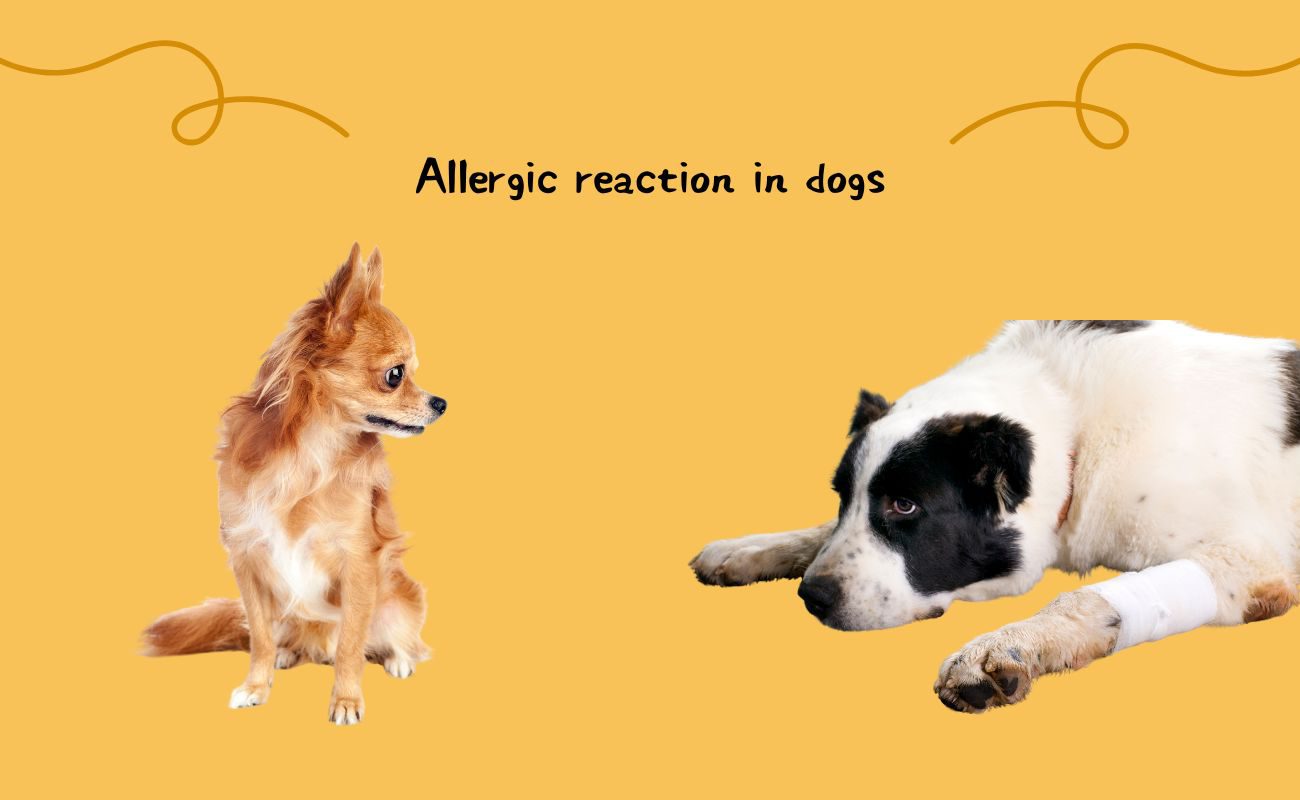 Allergic Reactions in Dogs