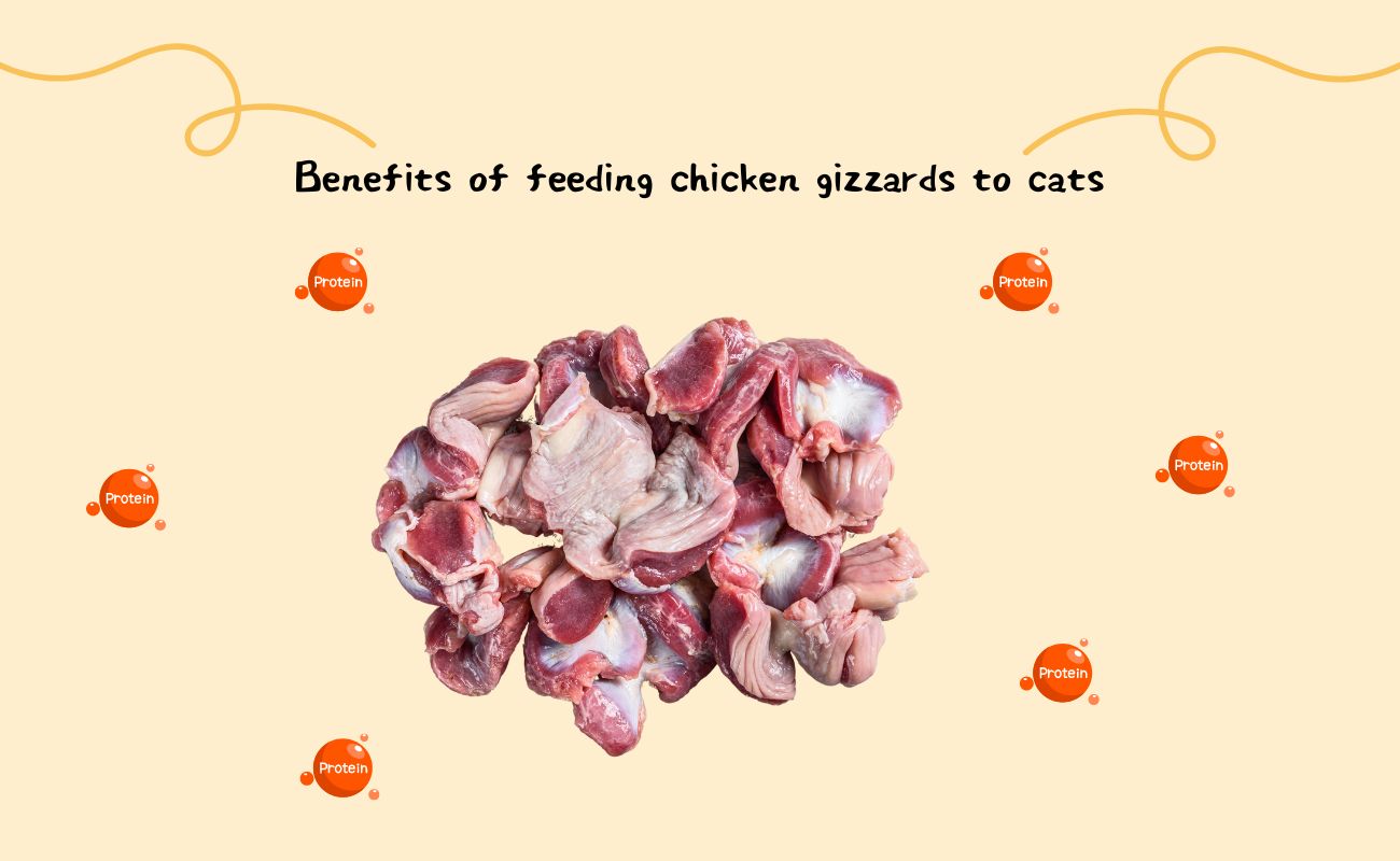 Benefits of Feeding Chicken Gizzards to Cats