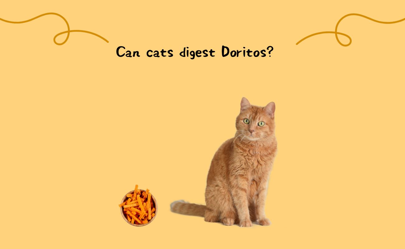 Can Cats Digest Doritos?