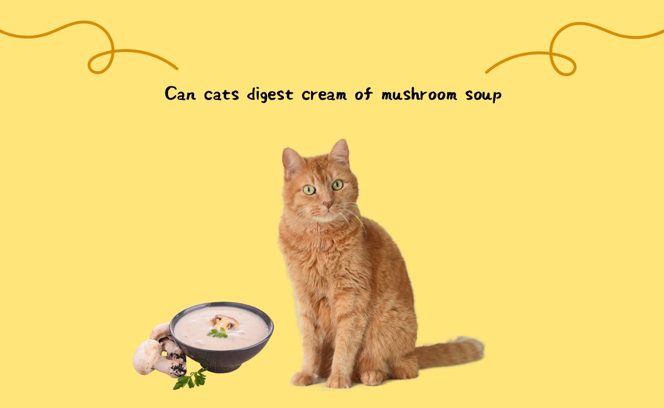 Can Cats Digest Cream of Mushroom Soup?