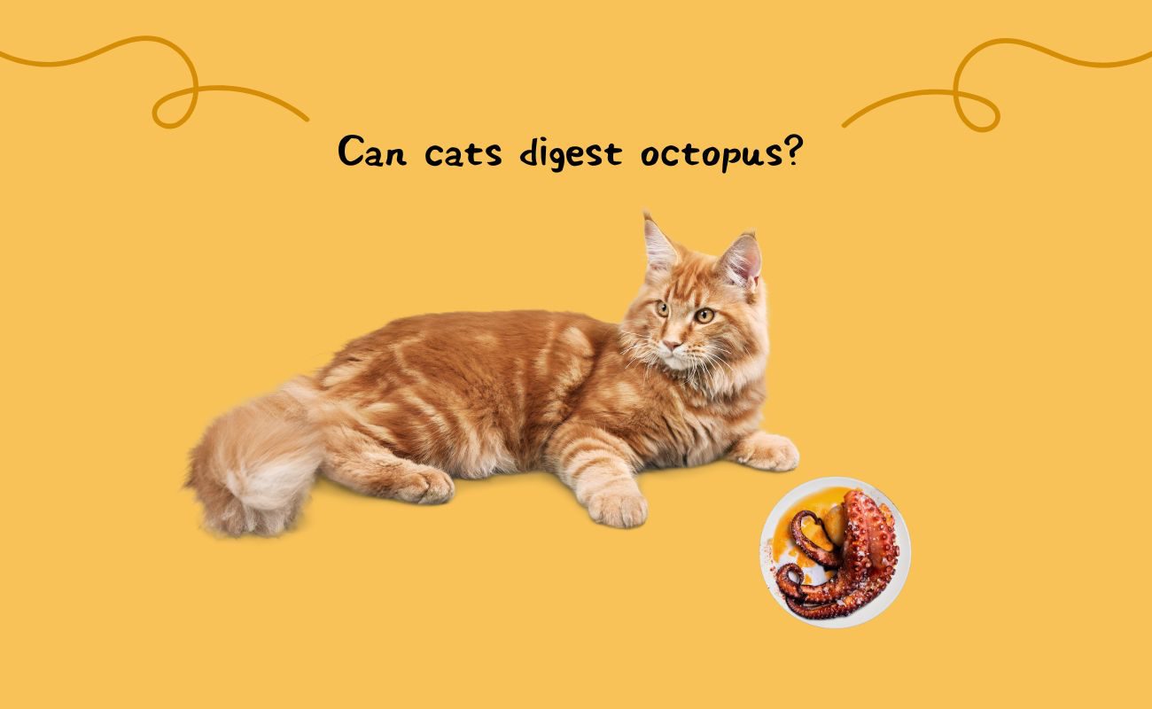 Can Cats Digest Octopus?