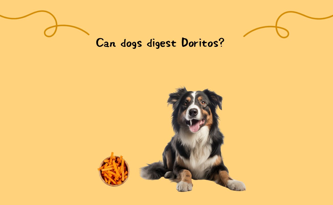 Can Dogs Digest Doritos?