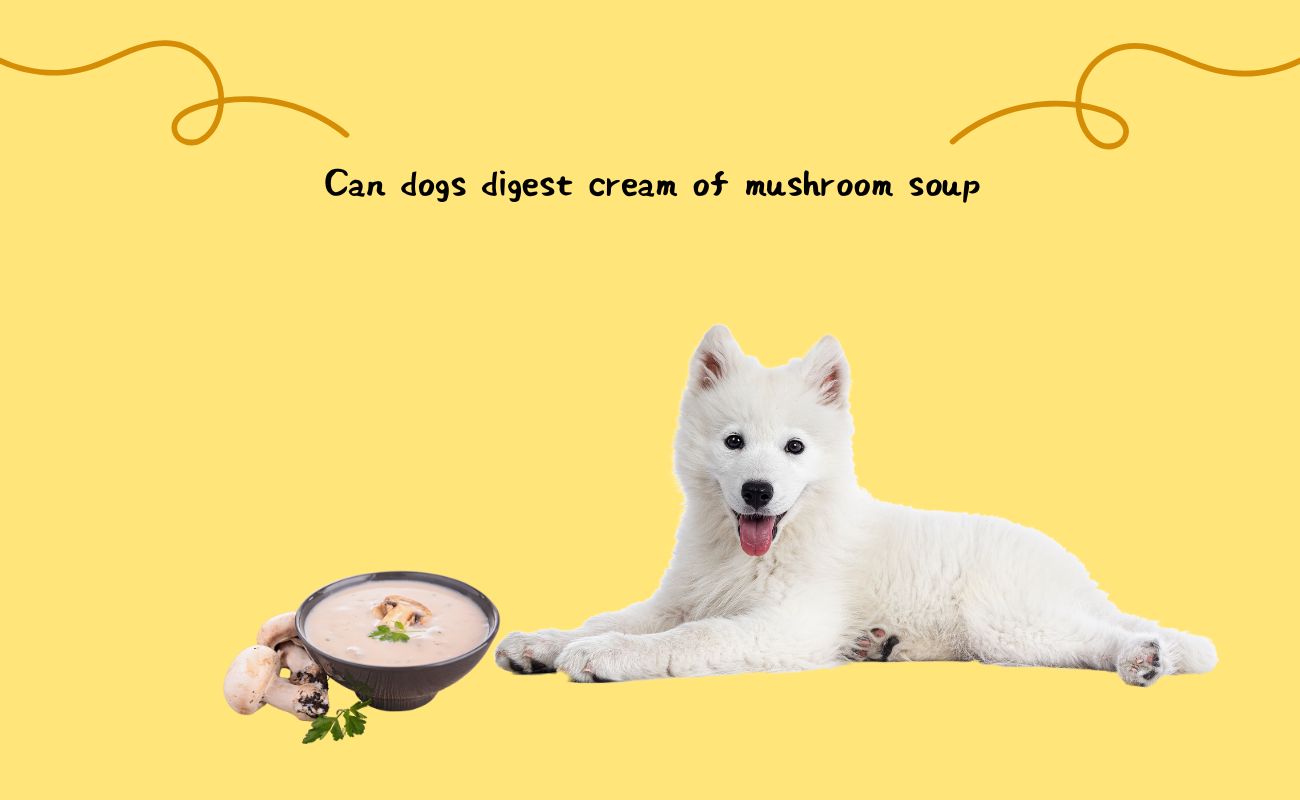 Can dogs have cream of mushroom soup best sale