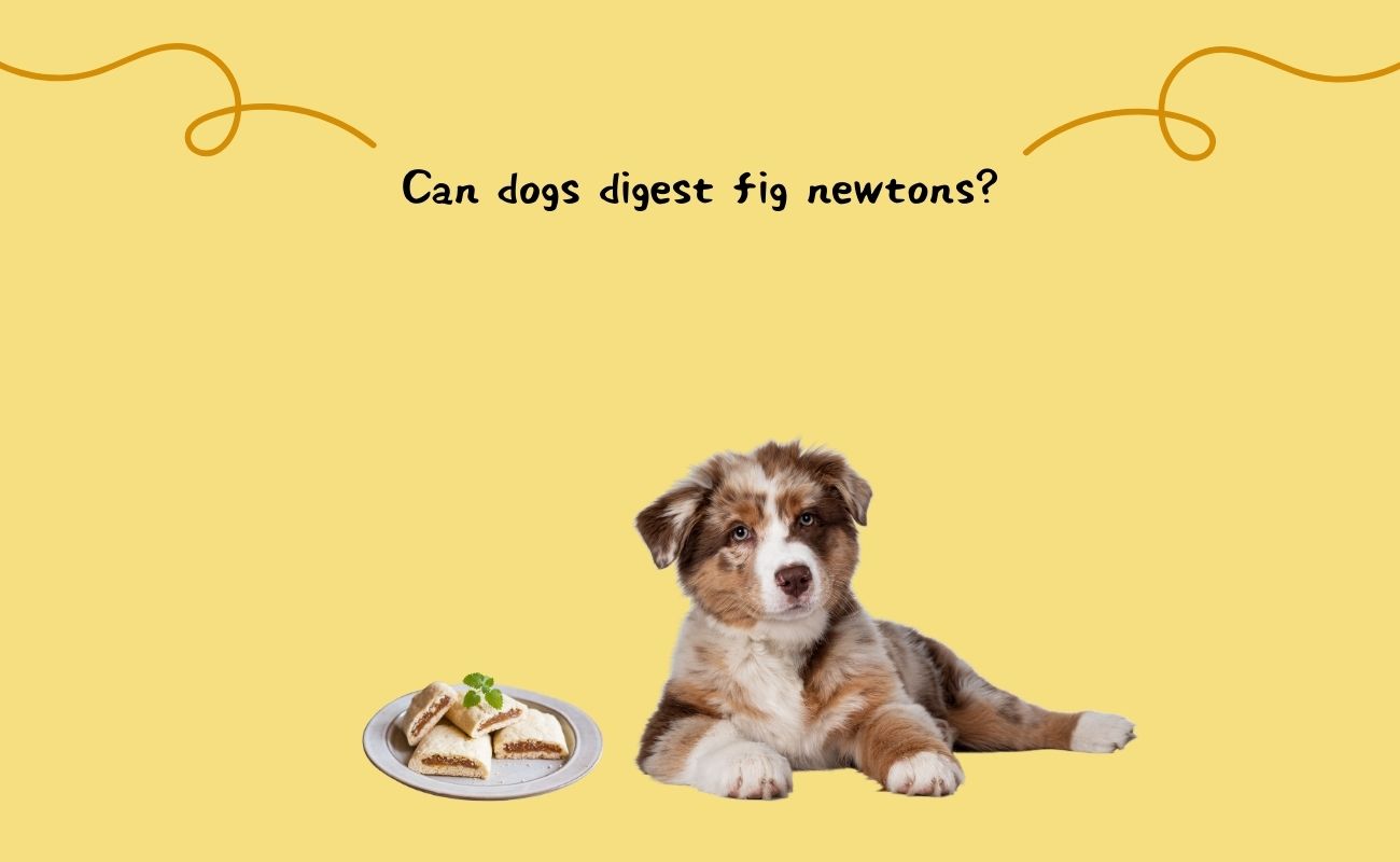 Can Dogs Digest Fig Newtons?