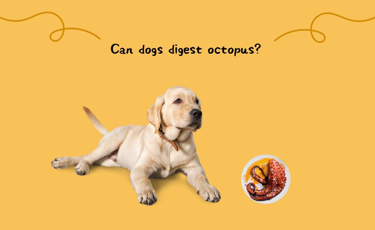 Can dogs digest octopus