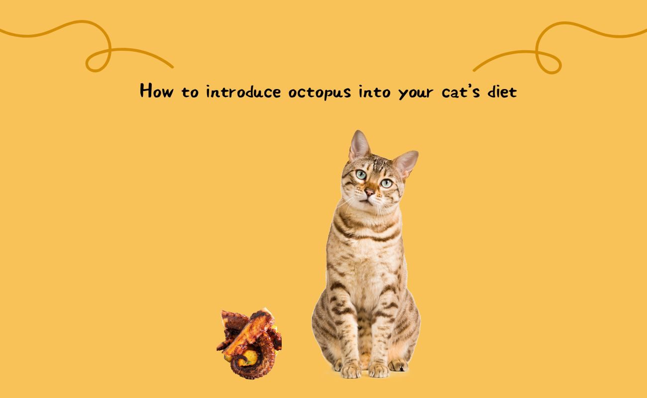 Introducing New Foods into Your Cat's Diet