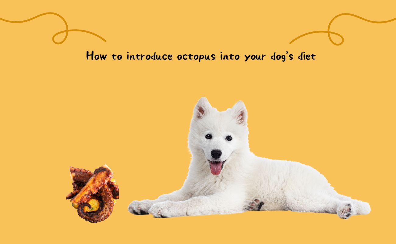 How to Introduce Octopus into Your Dog's Diet