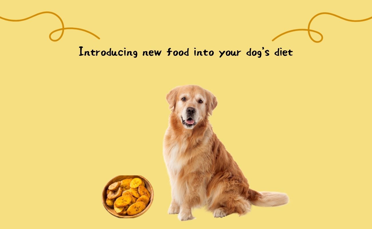 Introducing New Foods into Your Dog's Diet