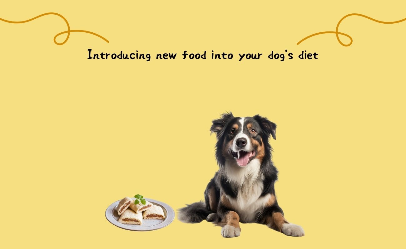 Introducing New Foods into Your Dog's Diet