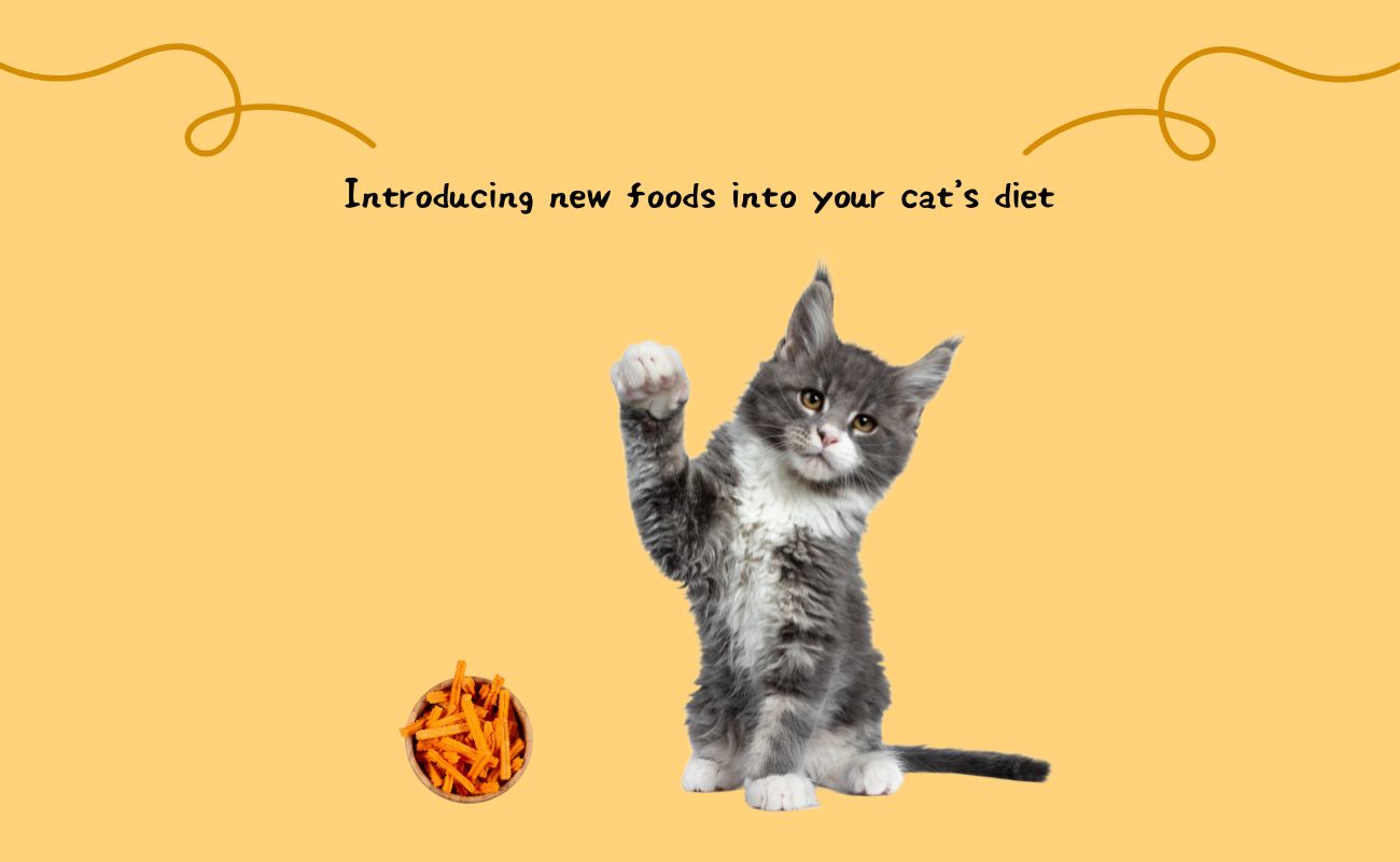 Introducing New Foods into Your Cat's Diet