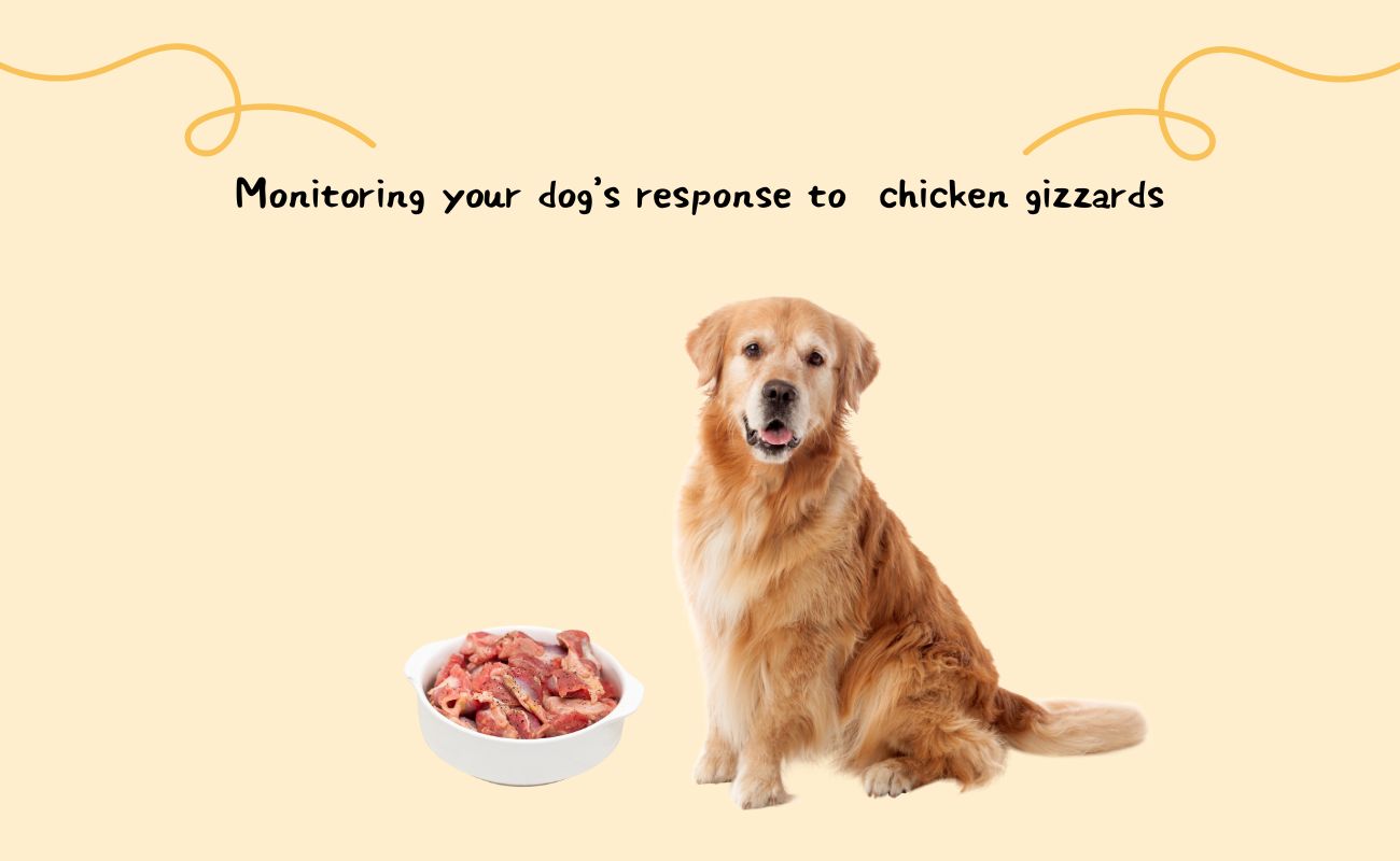 Monitoring Your Dog's Response to Chicken Gizzards