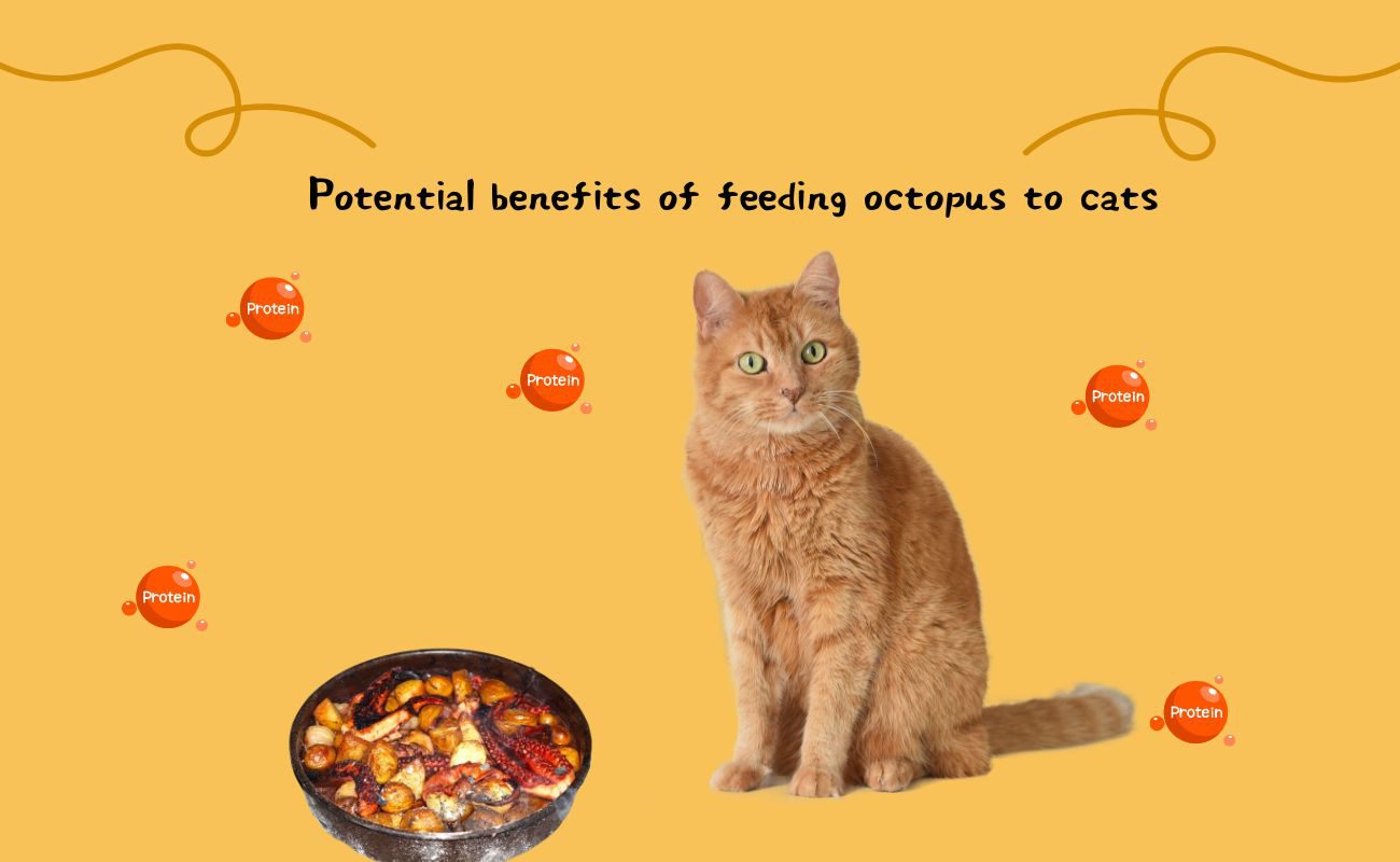 Potential Benefits of Feeding Octopus to Cats