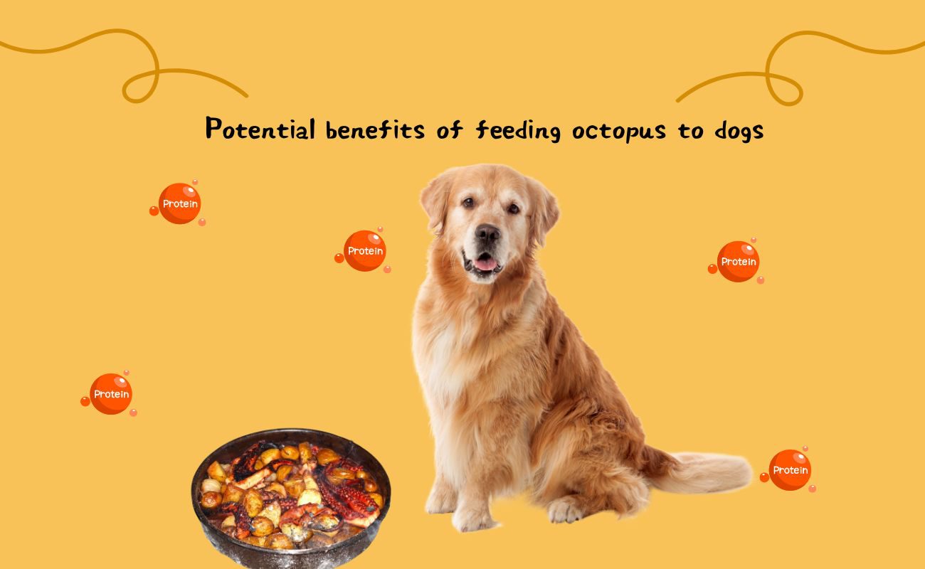 Potential Benefits of Feeding Octopus to Dogs