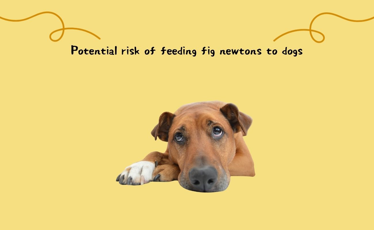 Potential Risks of Feeding Fig Newtons to Dogs