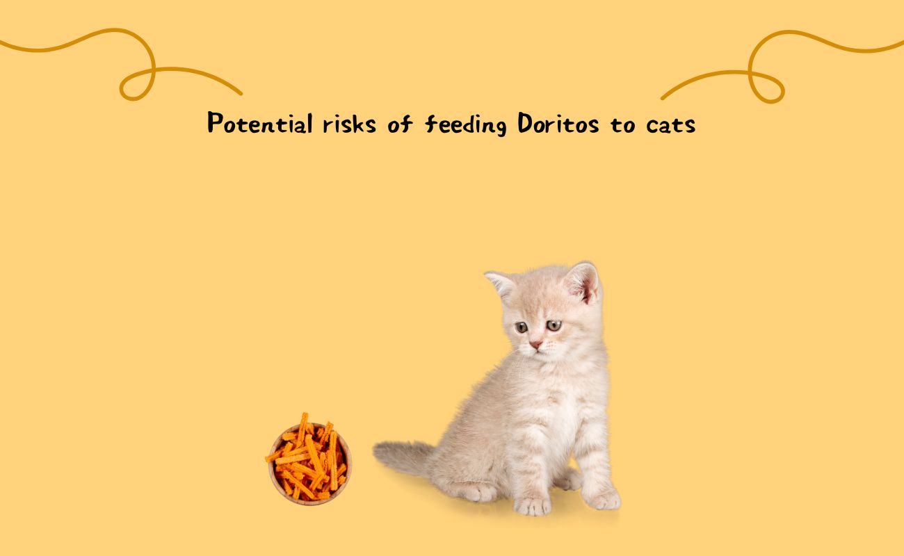 Potential Risks of Feeding Doritos to Cats