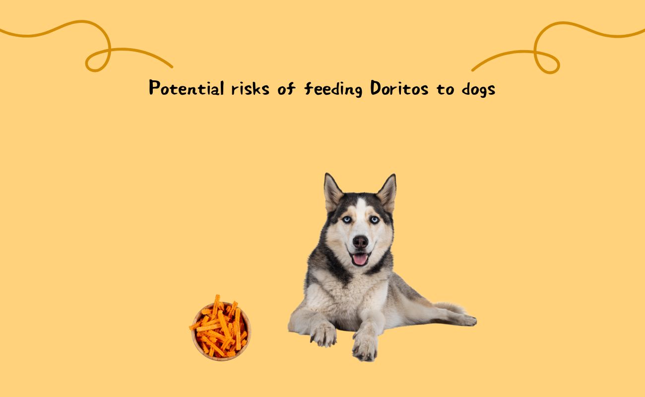 Potential Risks of Feeding Doritos to Dogs: