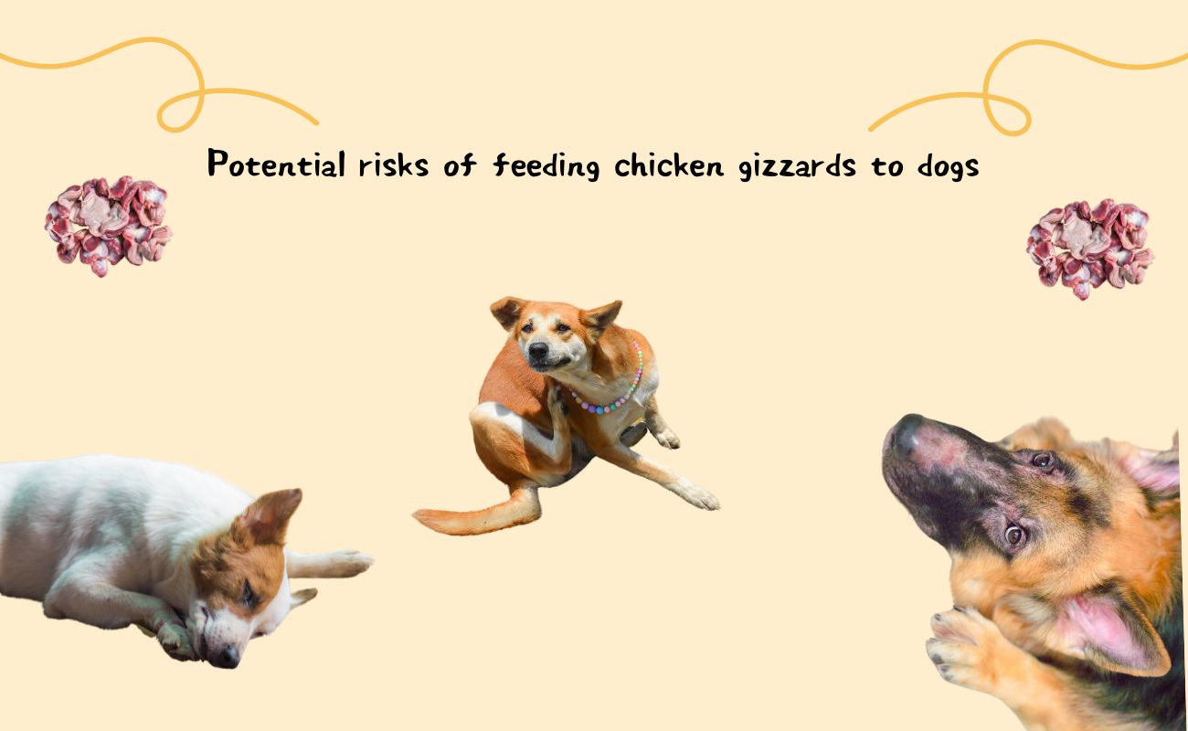 Potential Risks of Feeding Chicken Gizzards to Dogs