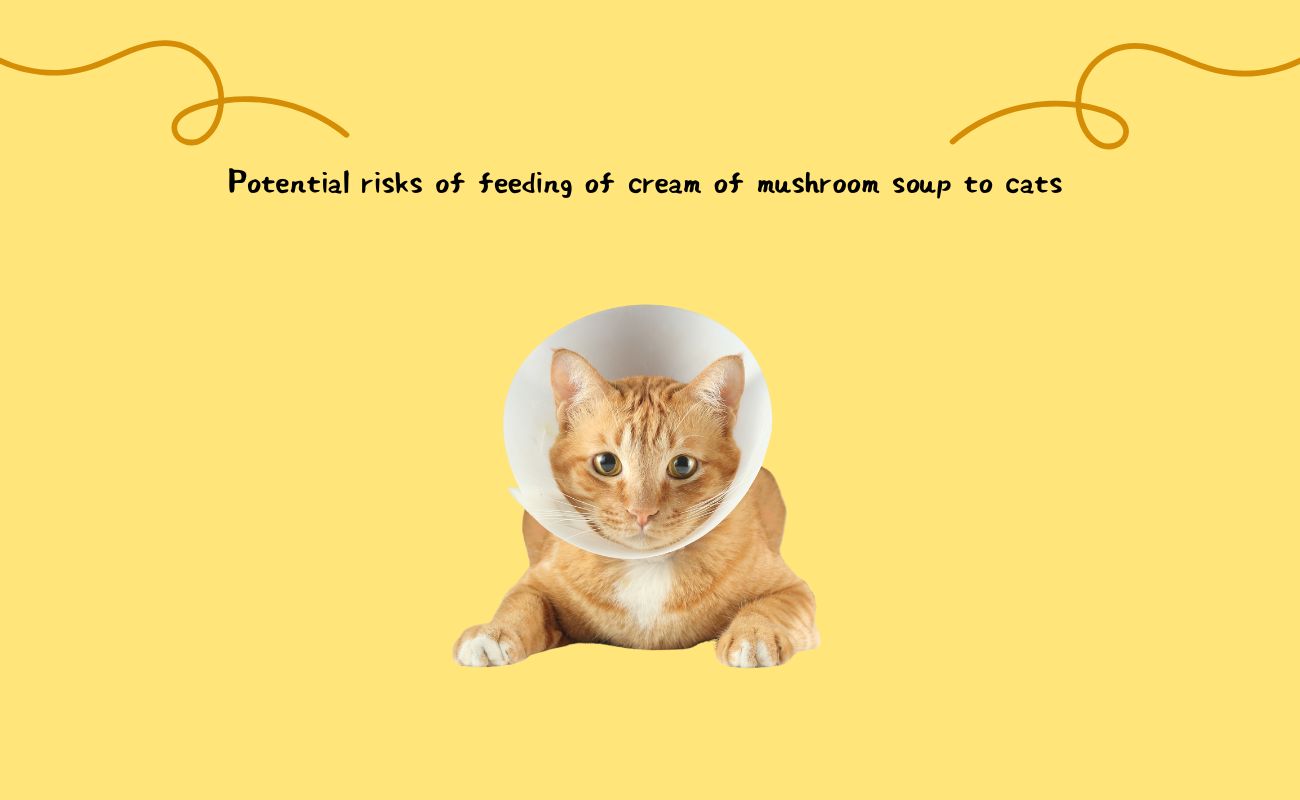 Potential Risks of Feeding Cream of Mushroom Soup to Cats