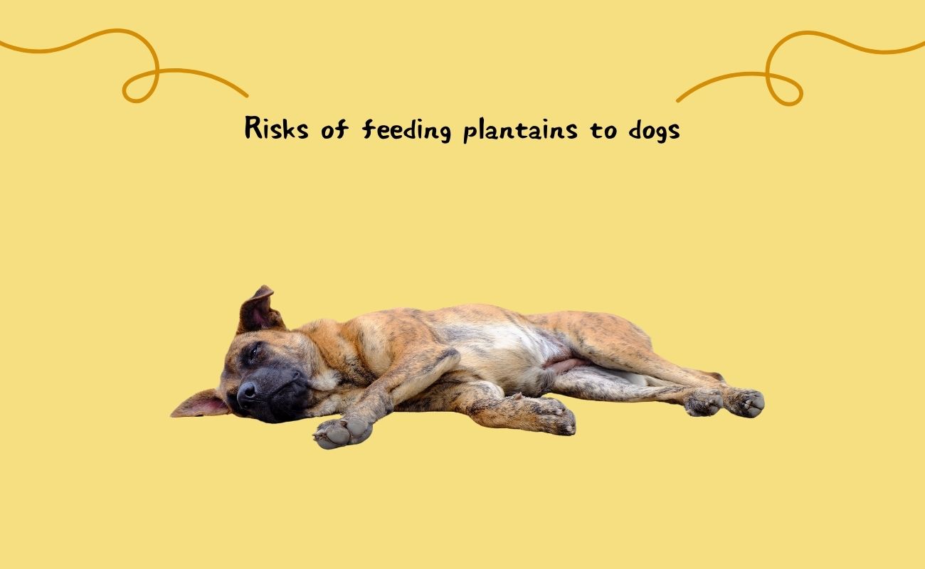 Risks of Feeding Plantains to Dogs