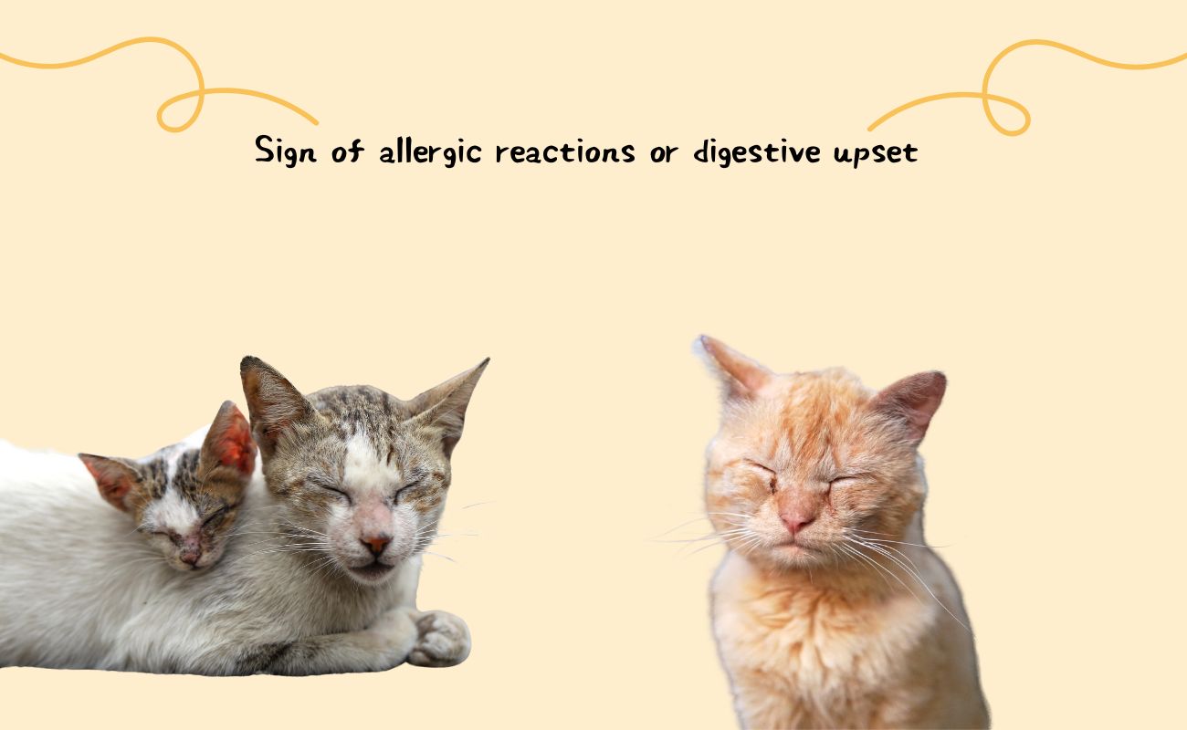 Signs of Allergic Reactions or Digestive Upset