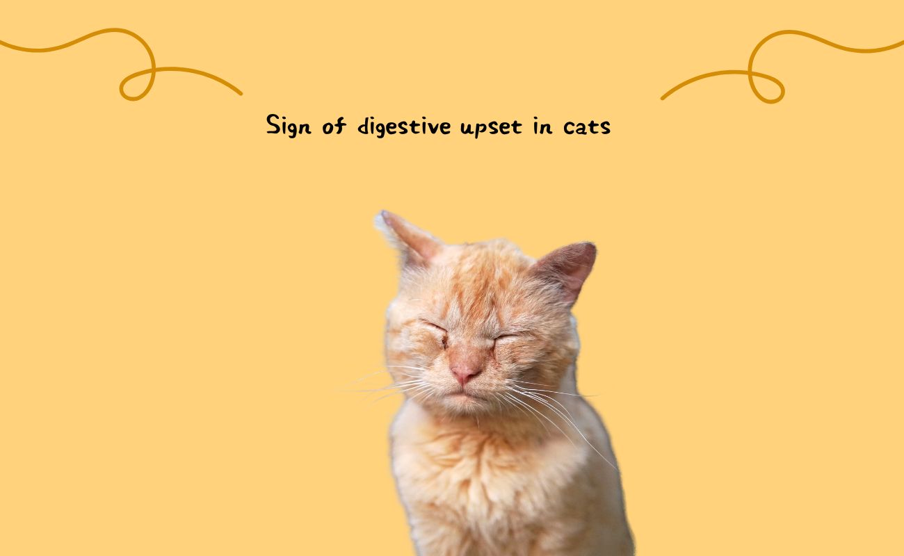 Signs of Digestive Upset in Cats