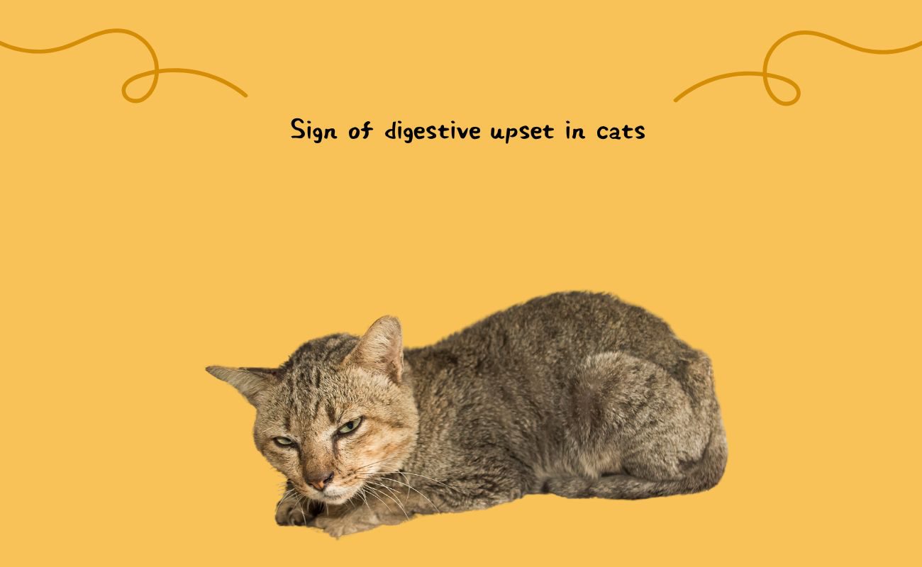 Signs of Digestive Upset in Cats