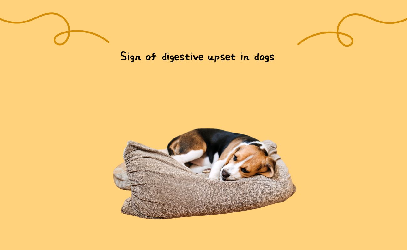 Signs of Digestive Upset in Dogs