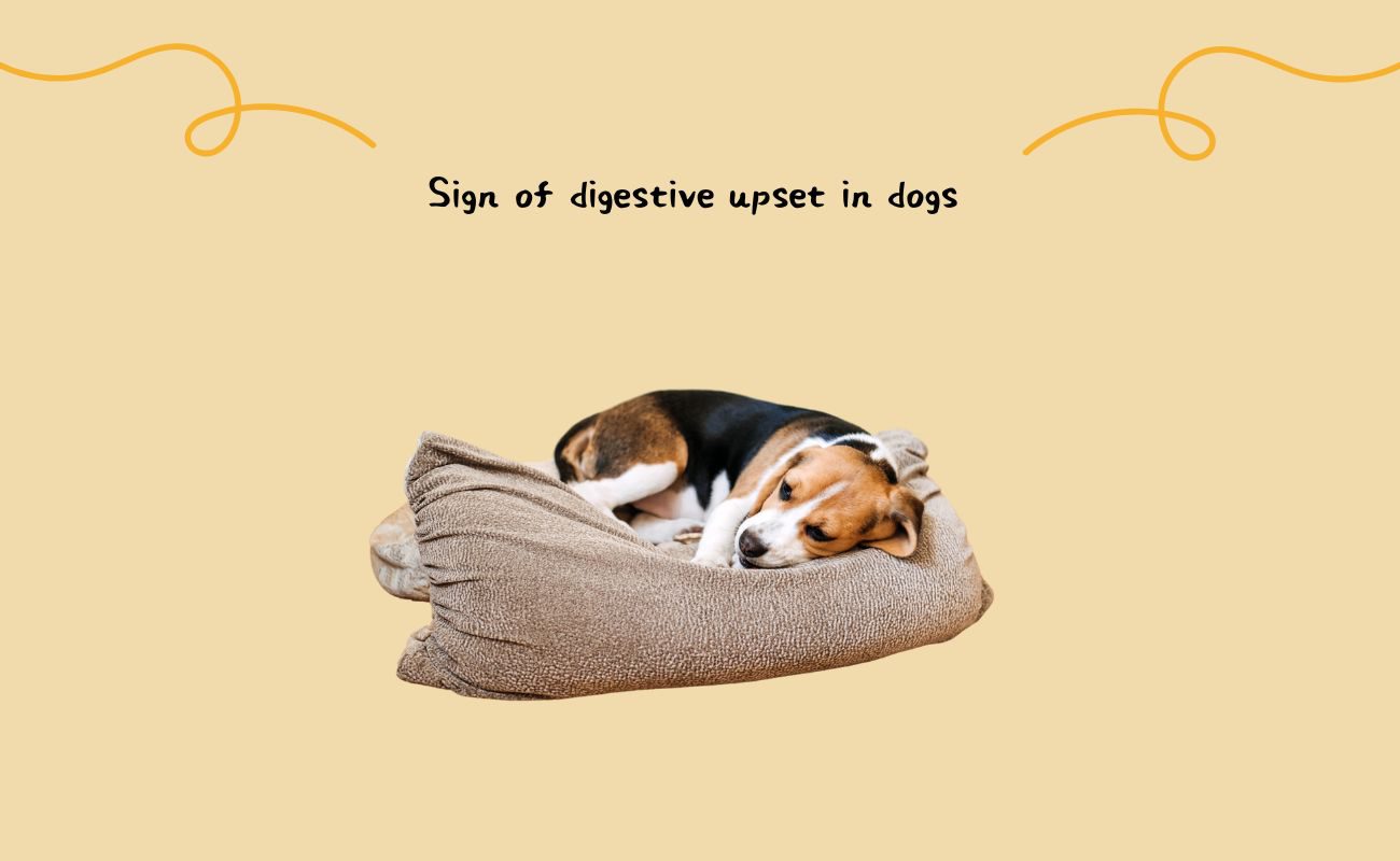 Signs of Digestive Upset in Dogs