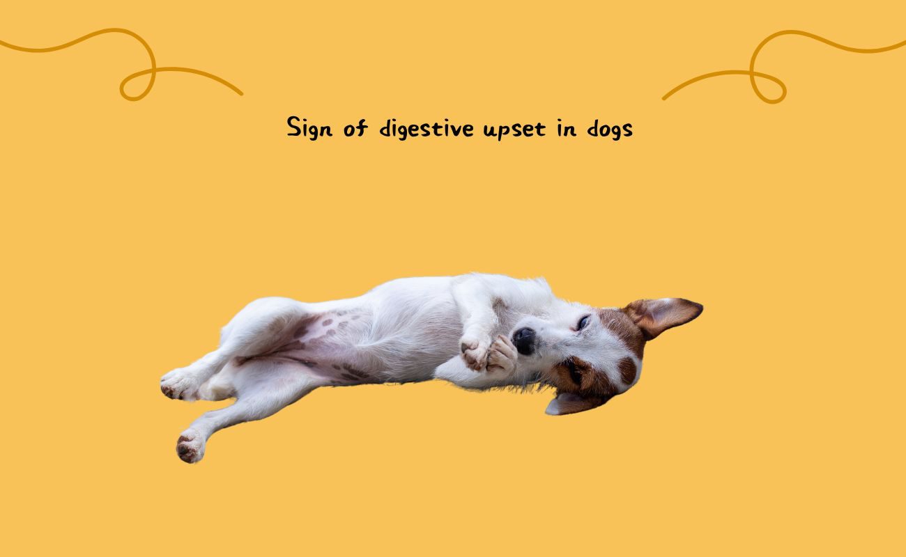 Signs of Digestive Upset in Dogs