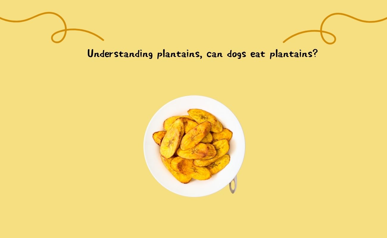 Understanding Plantains, Can Dogs Eat Plantains?