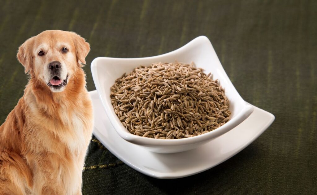 Can Dogs Eat Cumin?