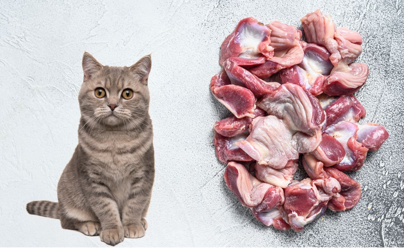 Are Chicken Gizzards Good for Cats?