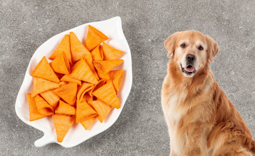 Can Dogs Eat Doritos?