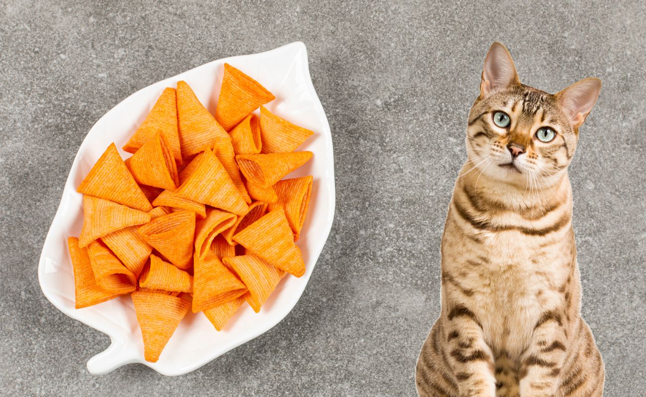 Can Cats Eat Doritos?