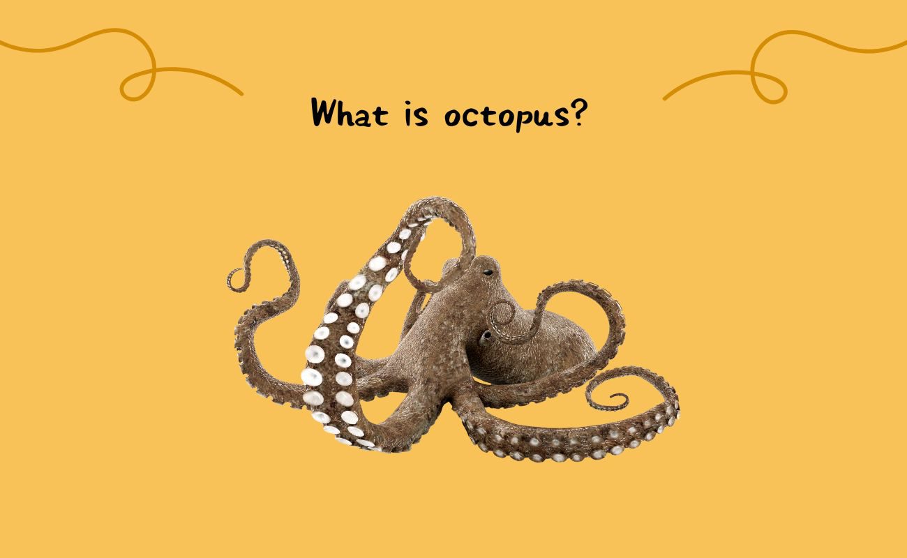 What is octopus