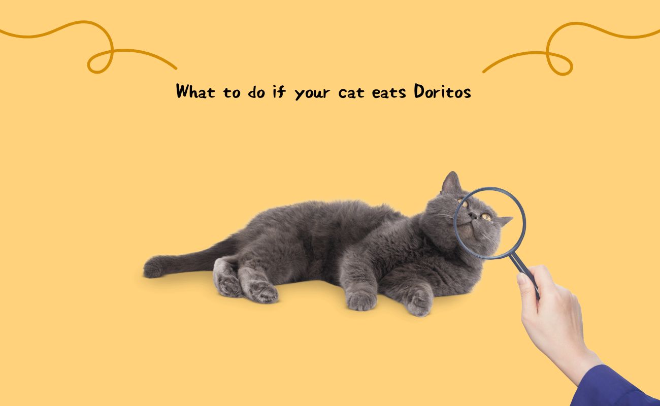 What to Do If Your Cat Eats Doritos