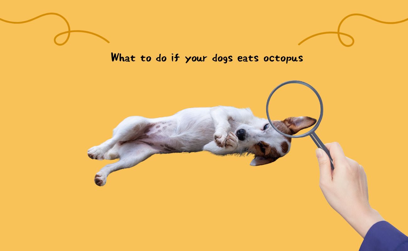 What to Do If Your Dog Eats Octopus